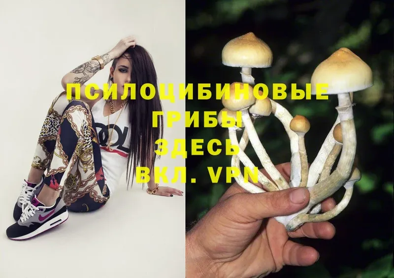 Галлюциногенные грибы Psilocybine cubensis  Белореченск 